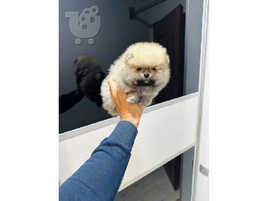 PoulaTo: Pomeranian, κορυφαίας ποιότητας κουτάβια
